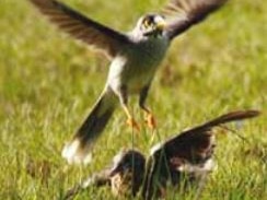 Noisy miner attacks