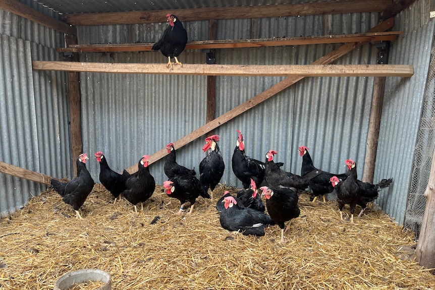 Black chickens and roosters in a coop.
