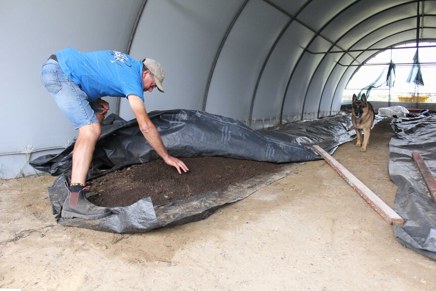 A man bends over to look at a row of rabbit manure while a German shepherd looks on