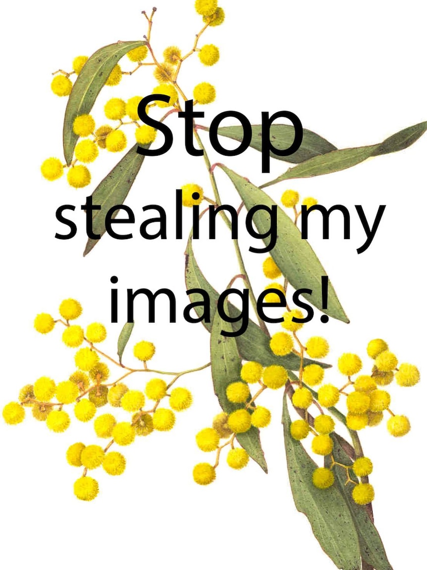 A botanical illustration of an acacia is overlaid with the words 'Stop stealing my images!'
