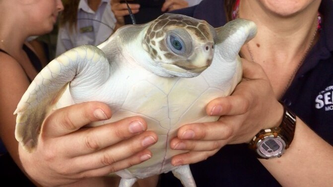 Close up of a juvenile Flatback turtle