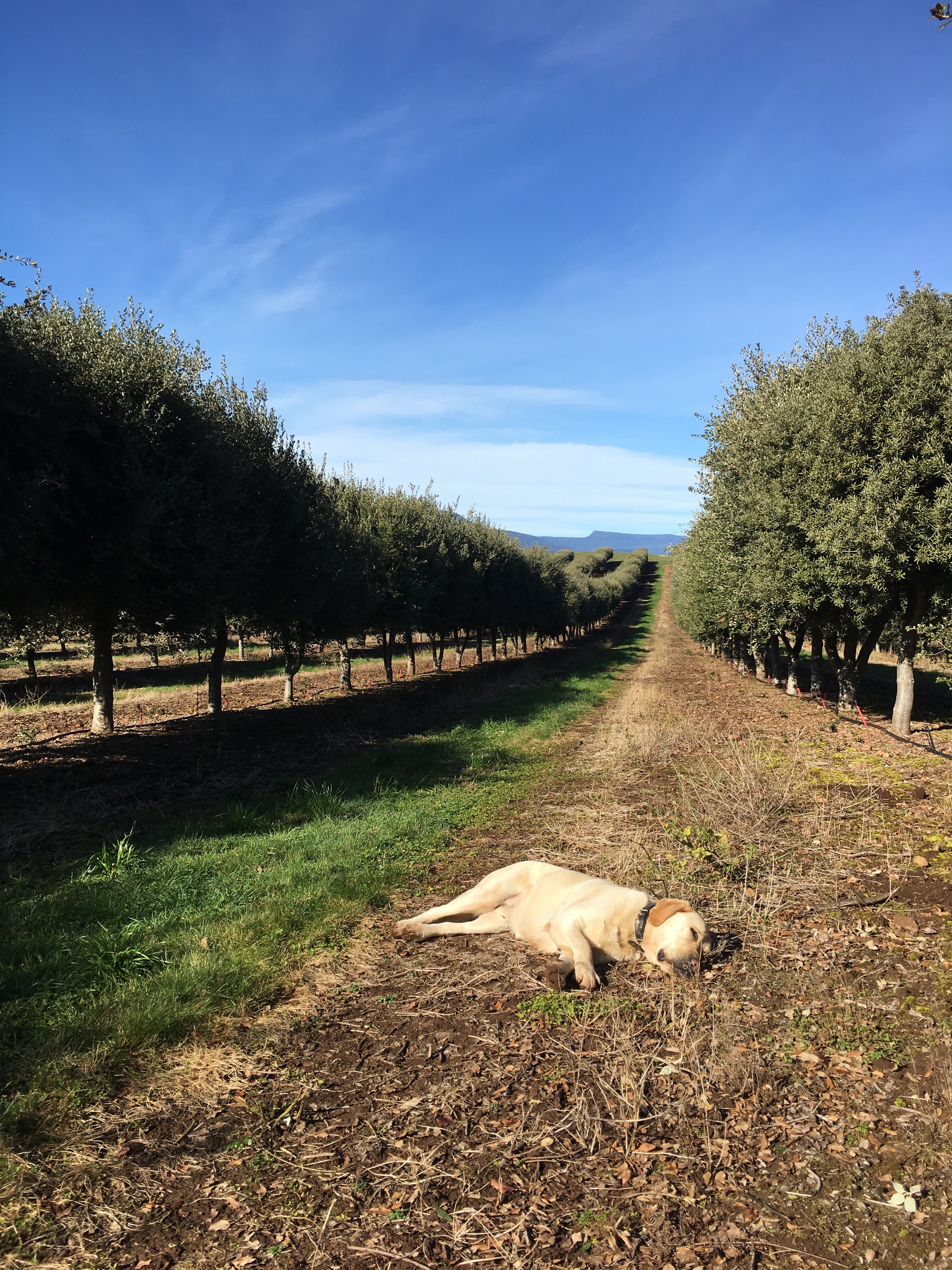 The Truffle Farm in Tasmania digs up black truffles for Dark Mofo