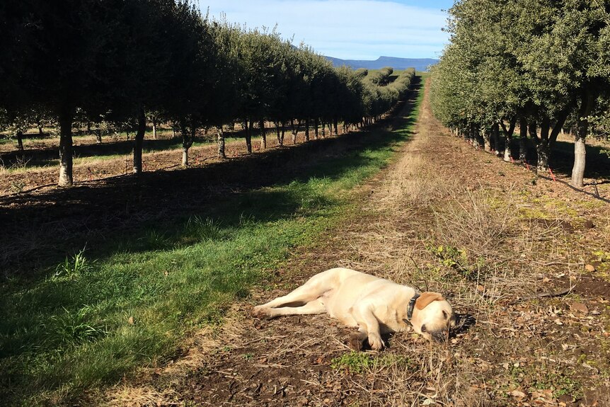 dog lies down beneath oak trees
