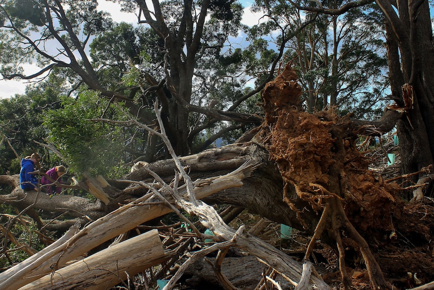 Two young women in amongst fallen trees and trees torn out of the ground by a storm.