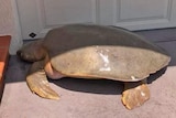 A flatback turtle on concrete in the sun near a garage in suburban Bowen