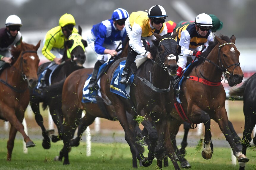 Quest For More (black, yellow and white) races in the 2015 Geelong Cup next to Renew (R).
