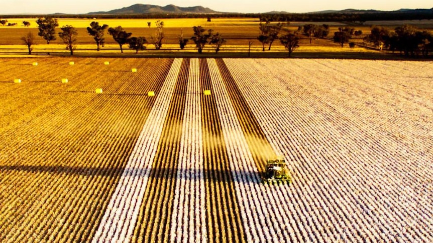 Aerial view of a cotton picking machine making straight line patterns in a field.