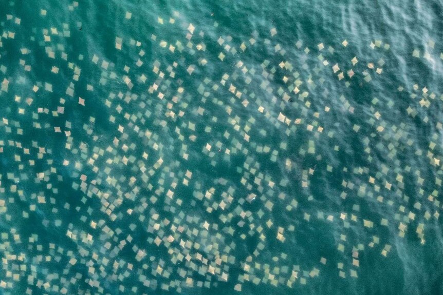 Hundreds of Australian diamond shaped rays at the surface of the ocean