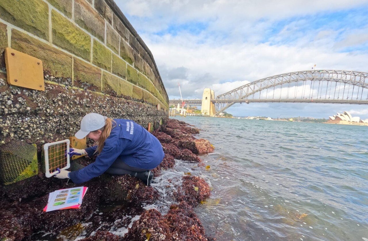 a woman in a blue hazmat suit installing concete blocks on a seawall, with the harbour bridge behind.