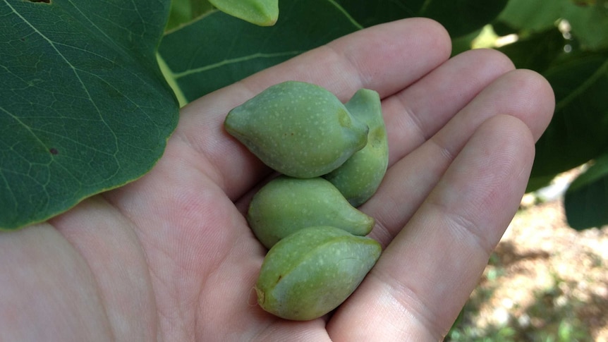 Gubinge fruits in the palm of a hand