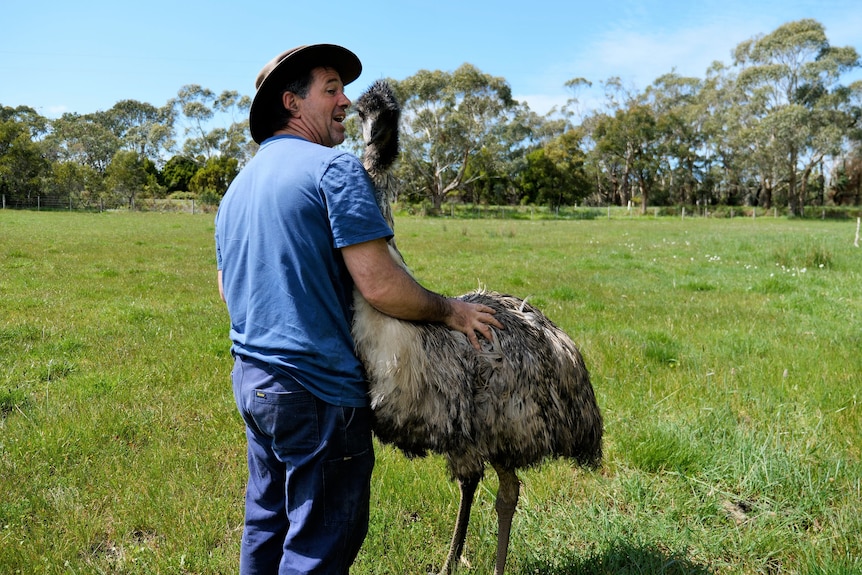 An emu leans into a man in a paddock for a cuddle and a pat