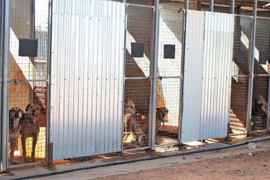 Dogs at the Moorook animal shelter in the SA Riverland