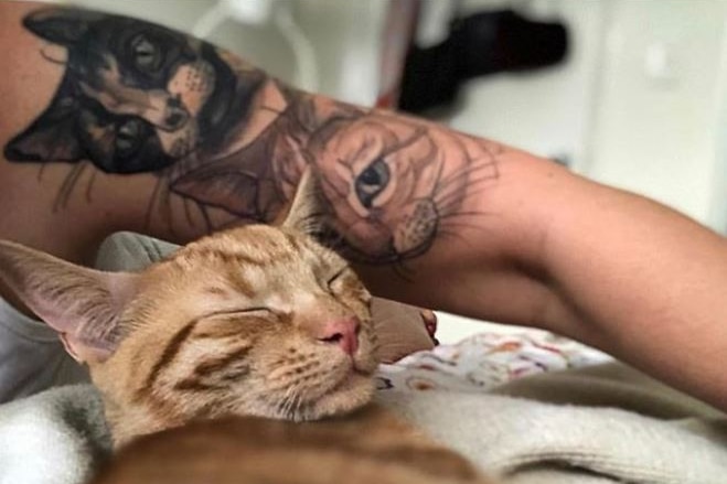 A photo of a cat next to an arm with two cats tattooed on it, including one which is a likeness of the cat pictured.