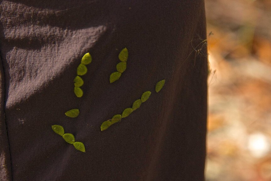 lines of green seeds stick to a bushwalker's pants. The look like velcro caterpillars.