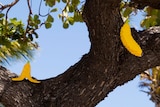Bananas made of Lego up a tree for an art exhibition