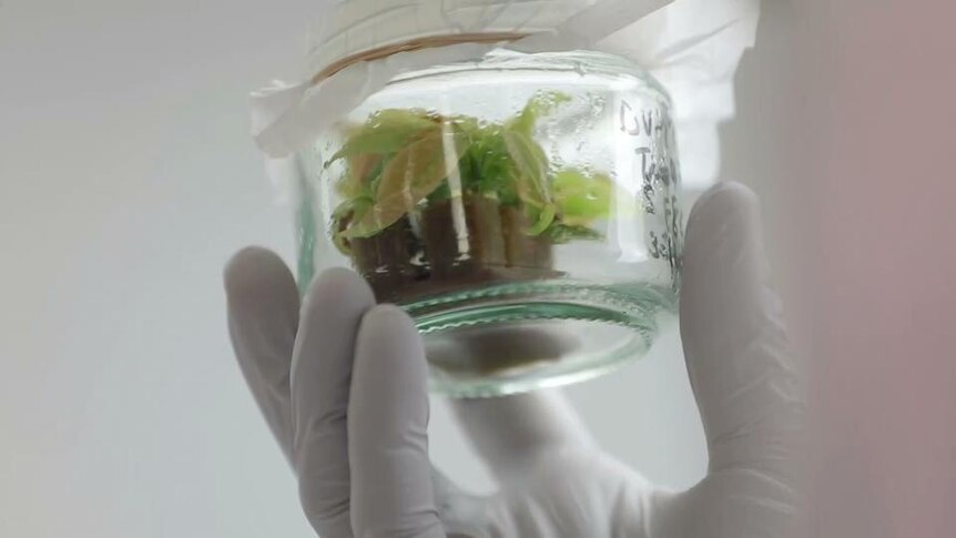 A gloved hand holds a jar with an avocado seedling in it