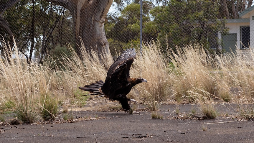 A wedge-tailed eagle tries to fly in an abandoned tennis court.