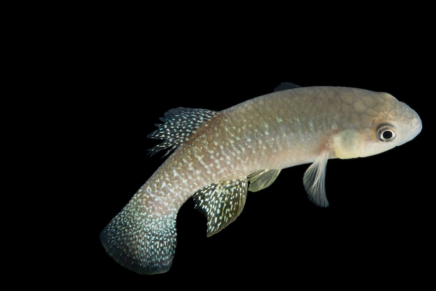 A fish swimming with a black background.