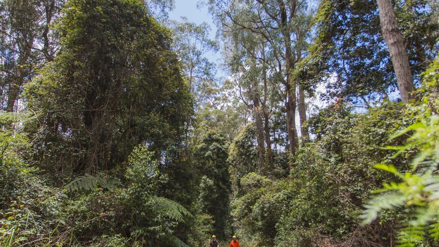 Two humans in high visibility clothing and helmets walk between trees over 30m tall.