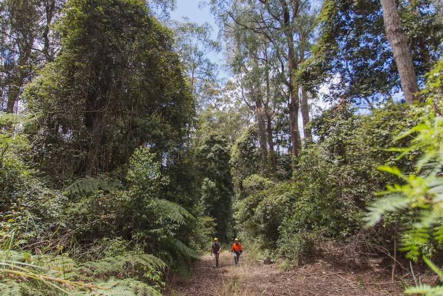 Two humans in high visibility clothing and helmets walk between trees over 30m tall.