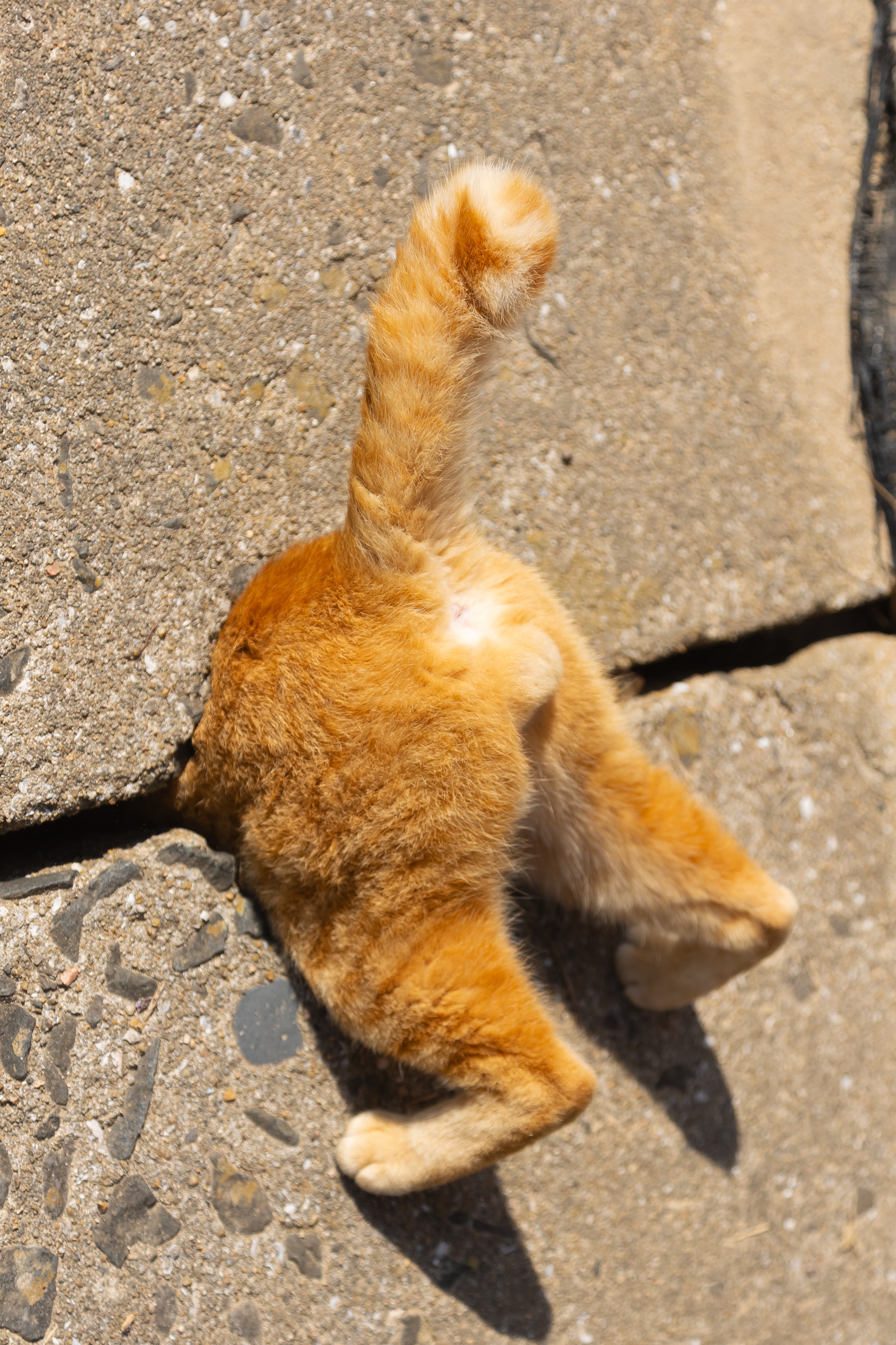 A ginger cat stuck in a hole in the pavement