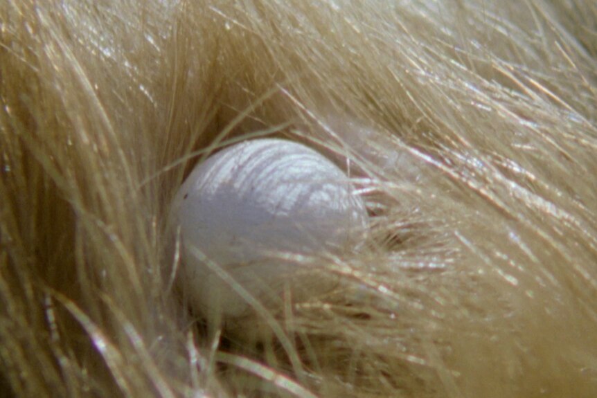 Monotreme egg on fur