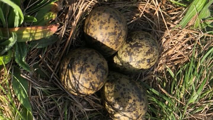A masked lapwing nest