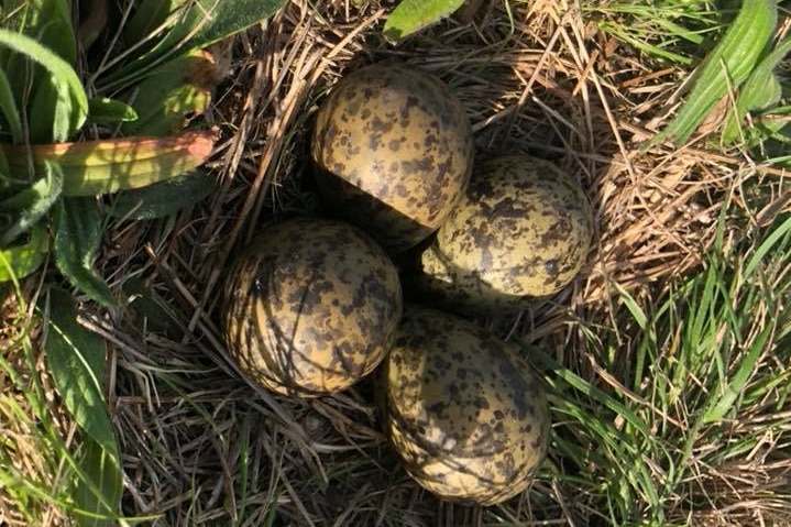 A masked lapwing nest