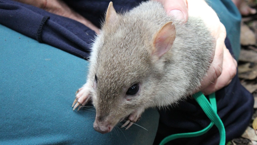 Tasmanian bettongs were released into the Mulligans Flat Sanctuary last week.