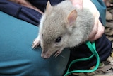 Tasmanian bettongs were released into the Mulligans Flat Sanctuary last week.