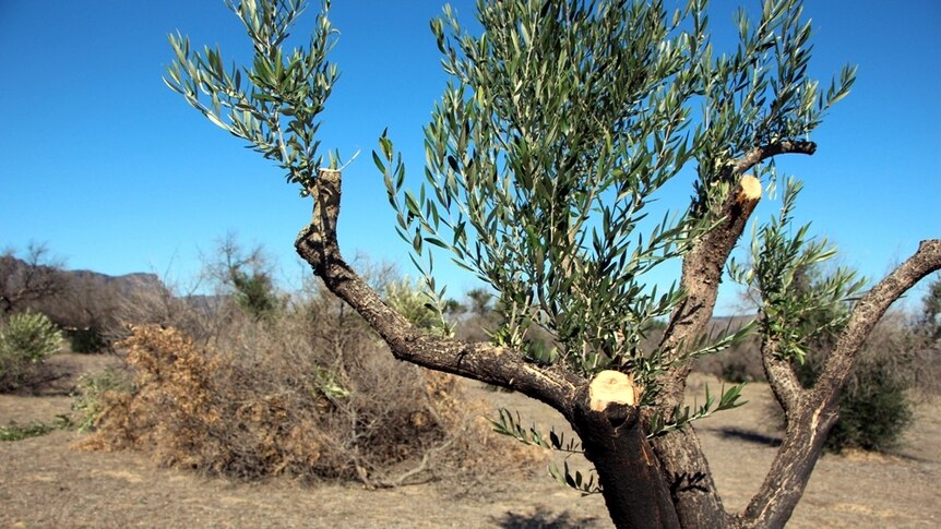 New growth appearing on a burnt olive tree