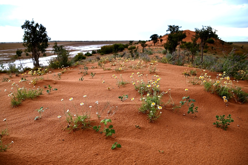 An orange desert hillock covered in wildflowers