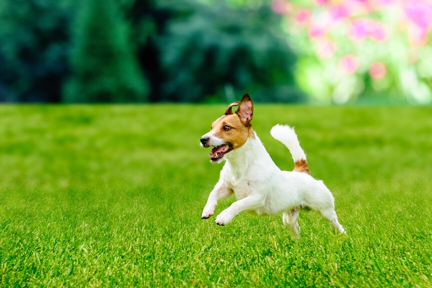 A little jack russell dog running on a lush green lawn