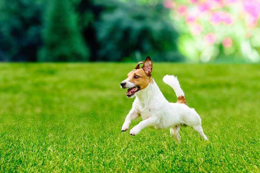 A little jack russell dog running on a lush green lawn