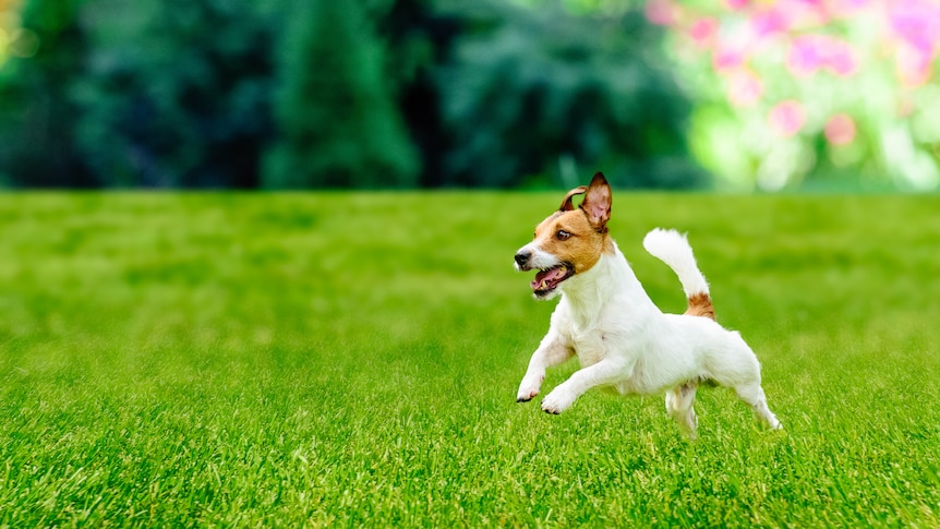 A little jack russell dog running on a lush green lawn