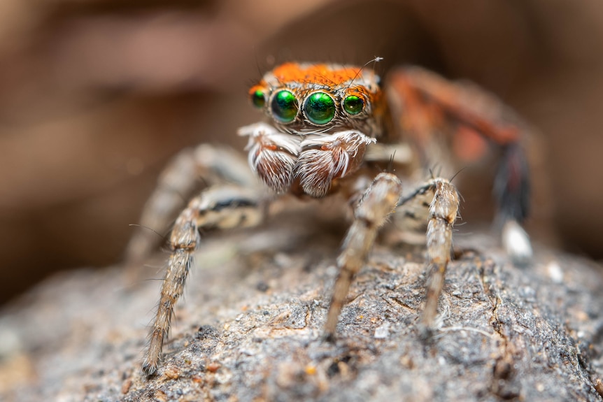 Spider with orange head and green eyes