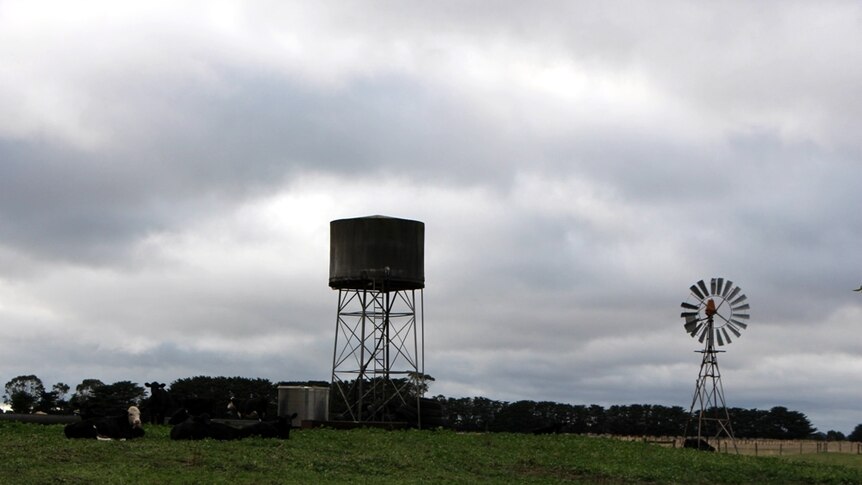 Dairy cattle sitting underneath a windmill and water tank on a farm
