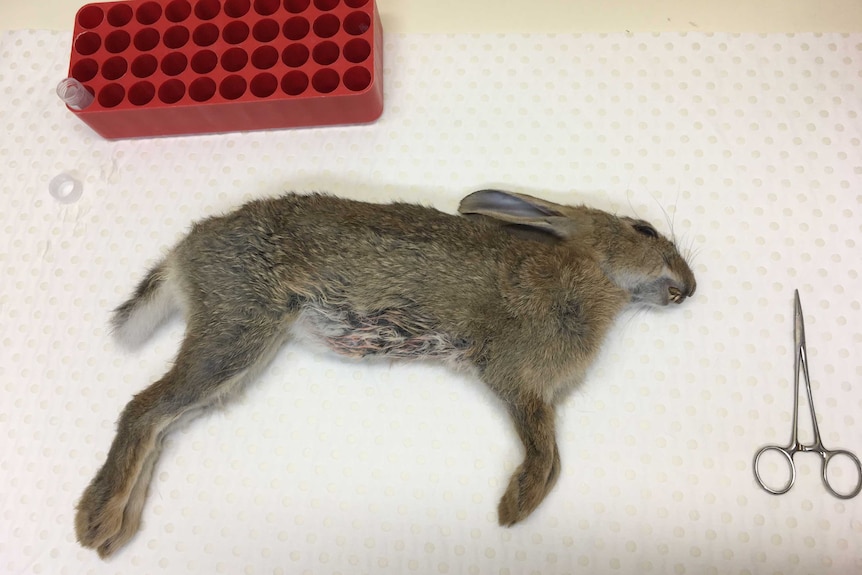 First dead rabbit in Australia to have been positively diagnosed with RHDV-K5 virus.