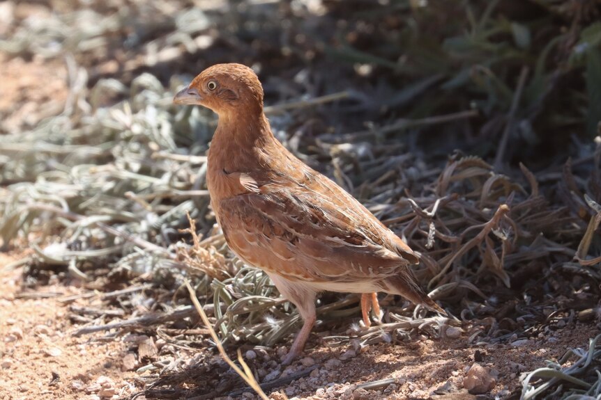 A little brown bird that grows up to 16cm in size