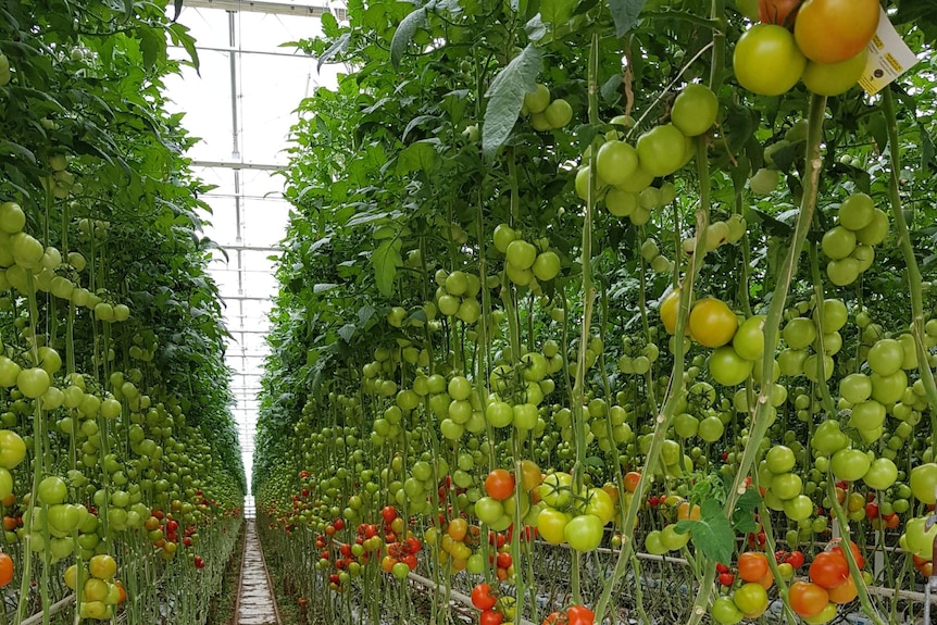 Tomatoes growing on vines in an indoor environment