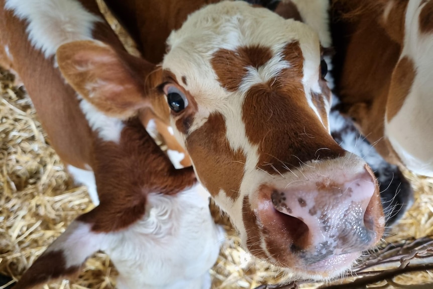dairy calf