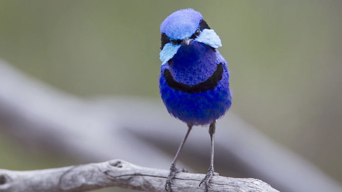 Bright blue wren with black band around chest and eyes