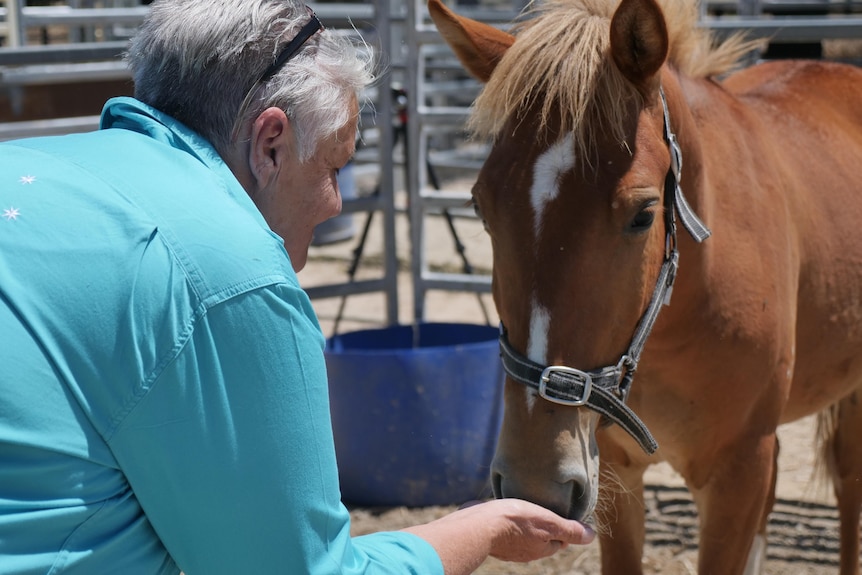 A woman bends down and touches the nose of a small chestnut horse