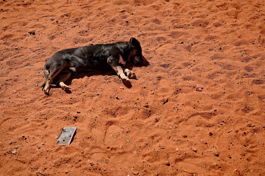 A community dog laying down in the sun in Kintore.