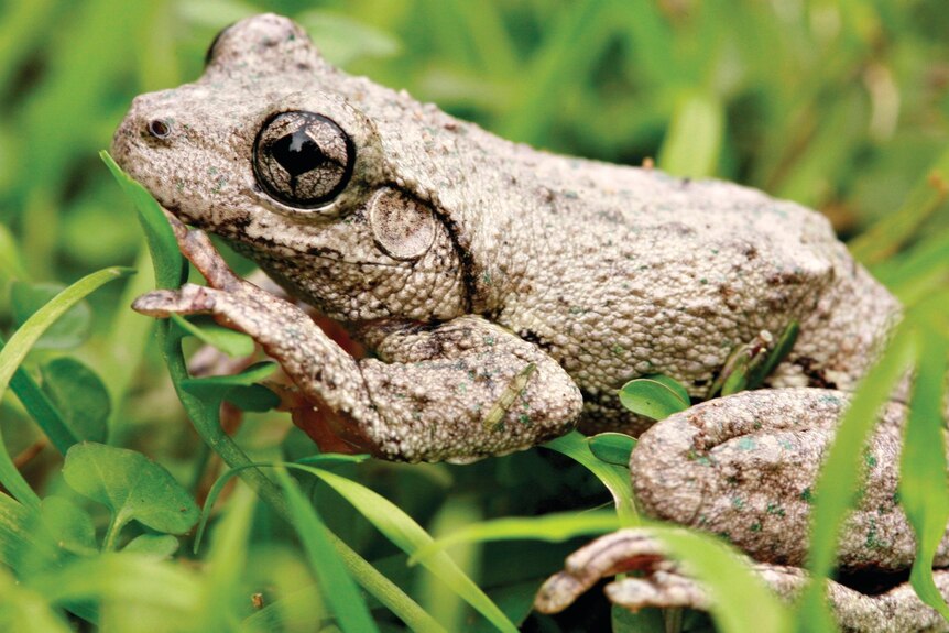 A close up of a frog sitting on a bed of green grass