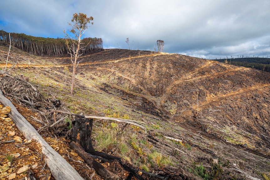 A logging coupe on Mount Matlock, shows a clear-felled slope with a few trees still standing.