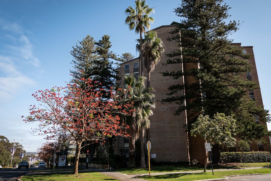 Photo of brick high rise apartment building, with flame tree, Norfolk pine and palm trees surrounding it.