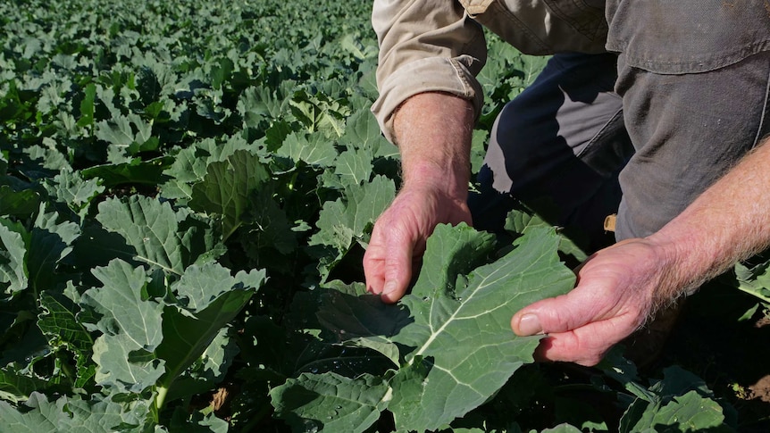 A farmer holds canola which has recently been sown