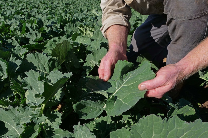 A farmer holds canola which has recently been sown