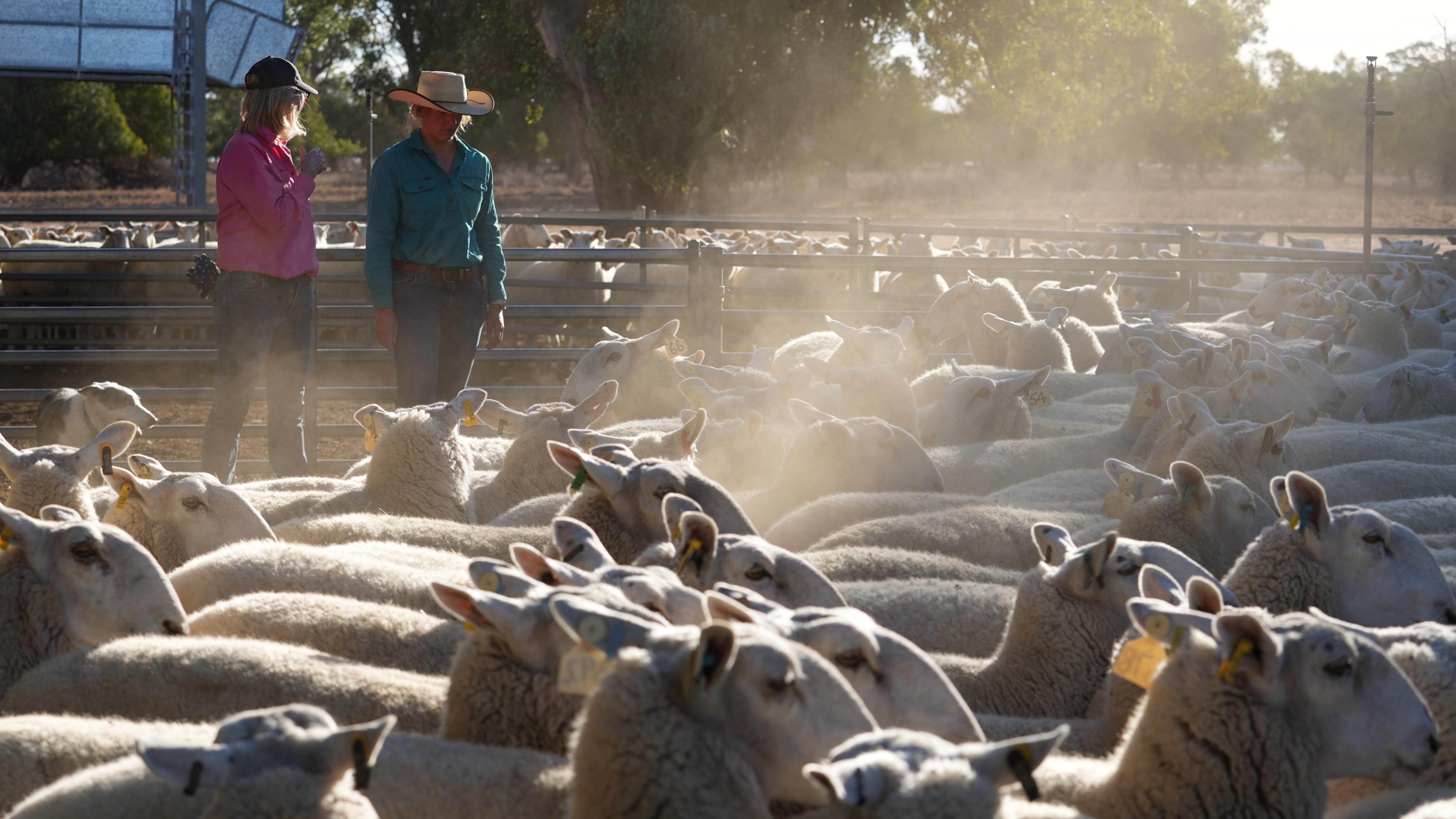 A bunch of sheep with two people in the distance.